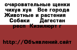 очаровательные щенки чихуа-хуа - Все города Животные и растения » Собаки   . Дагестан респ.,Кизилюрт г.